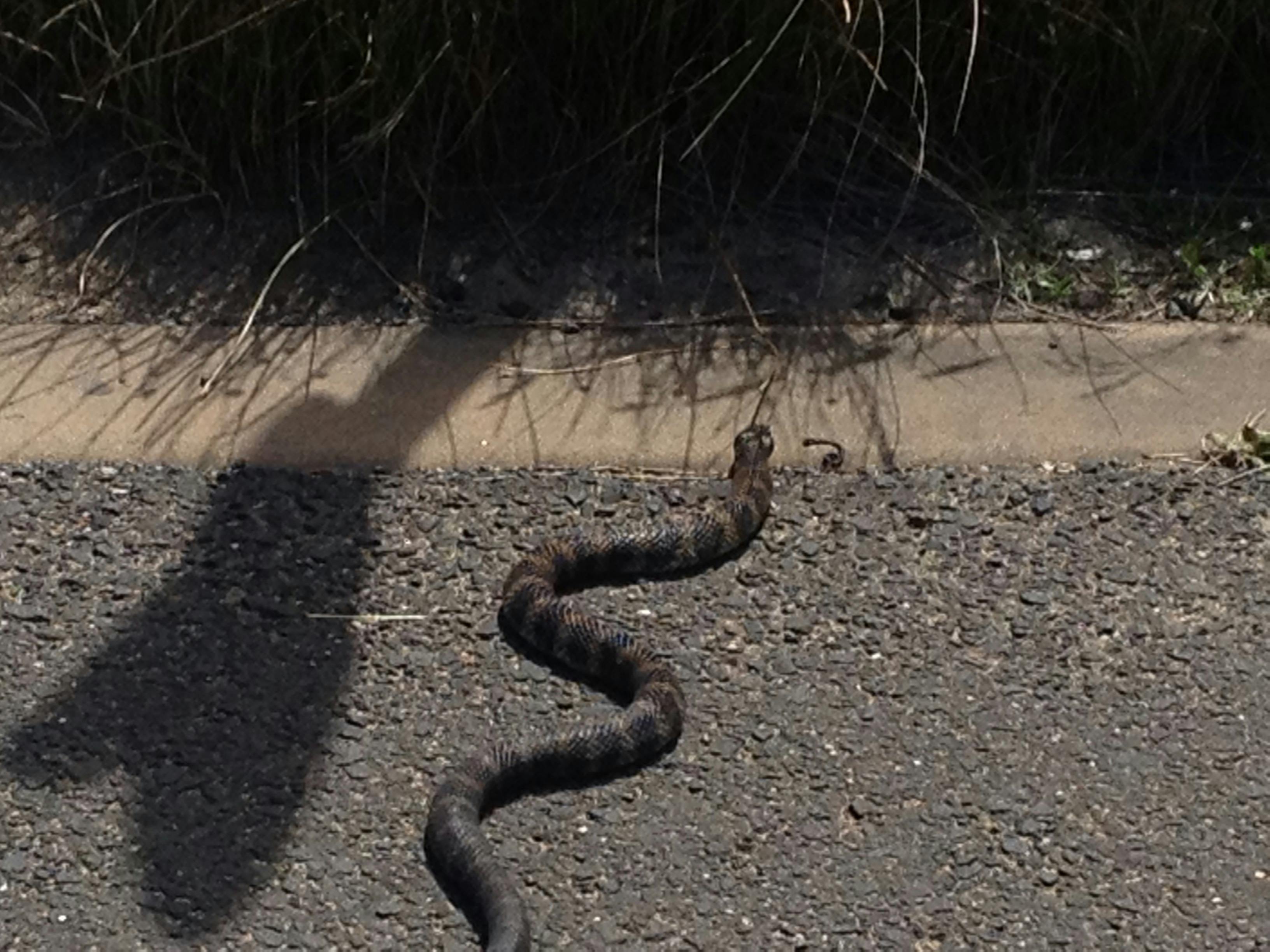 Tiger snake on Great ocean road