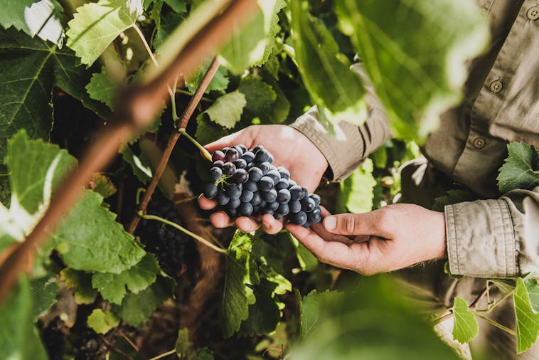 Mollydooker Wines