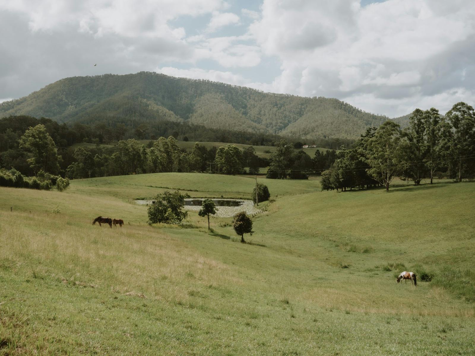 Farmland- South Arm Nambucca Valley