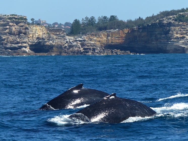 Humpback whales migrating past the gap