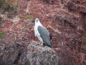 Sea Eagle, Long Point, Merimbula
