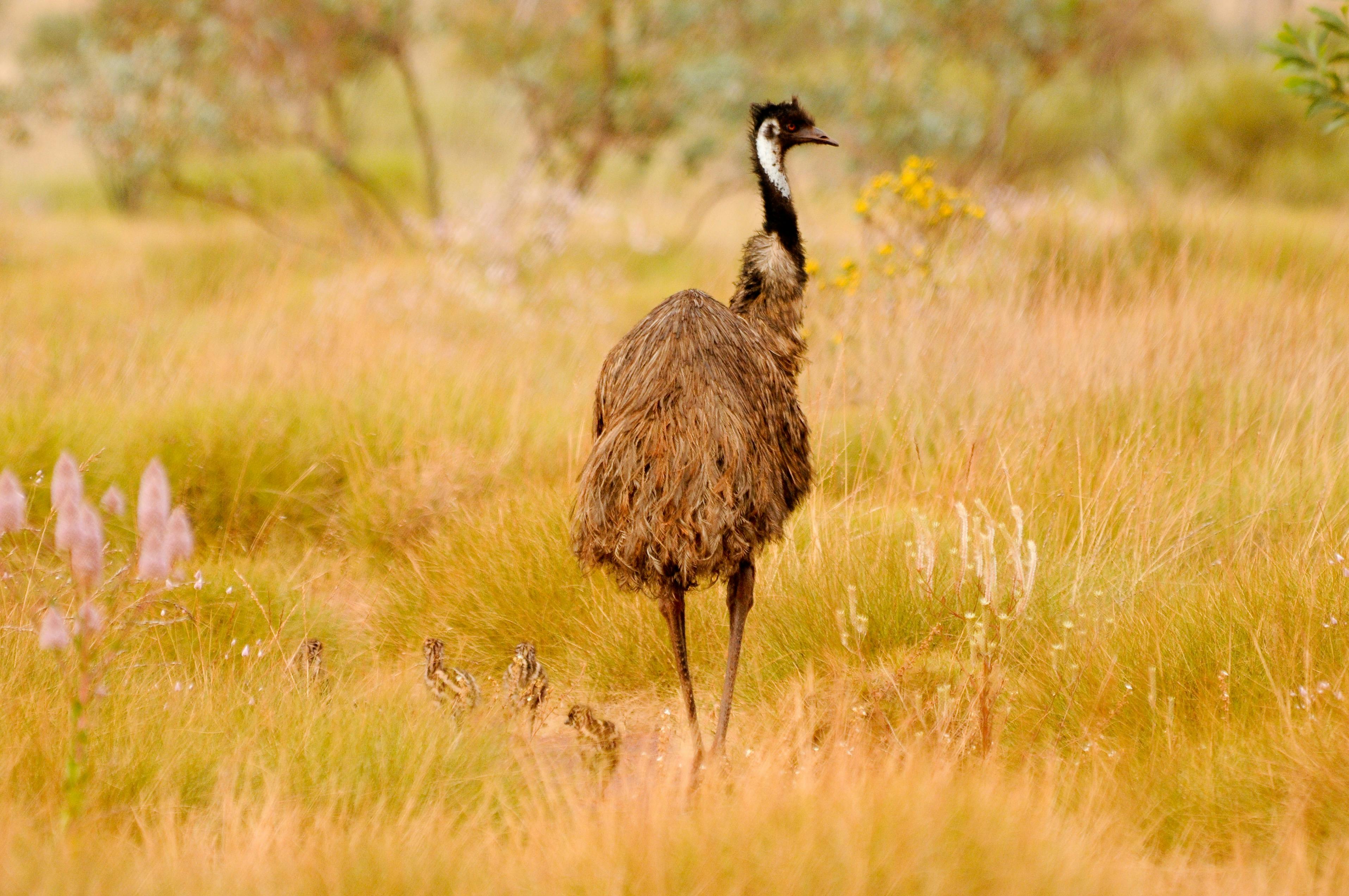 Coates Wildlife Tours, Canning Vale, Western Australia
