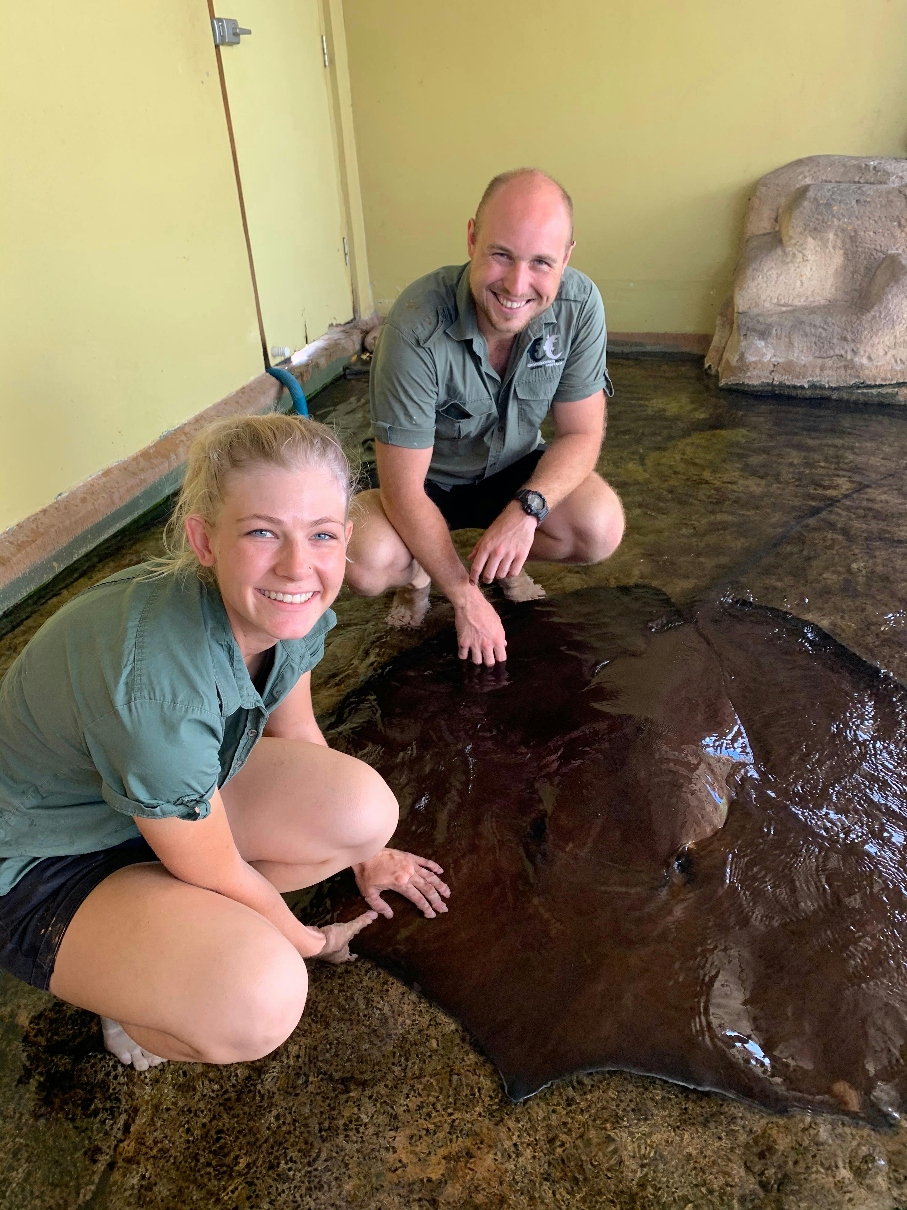 Staff feeding Whipray