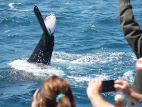 Hervey bay boat club whale watch