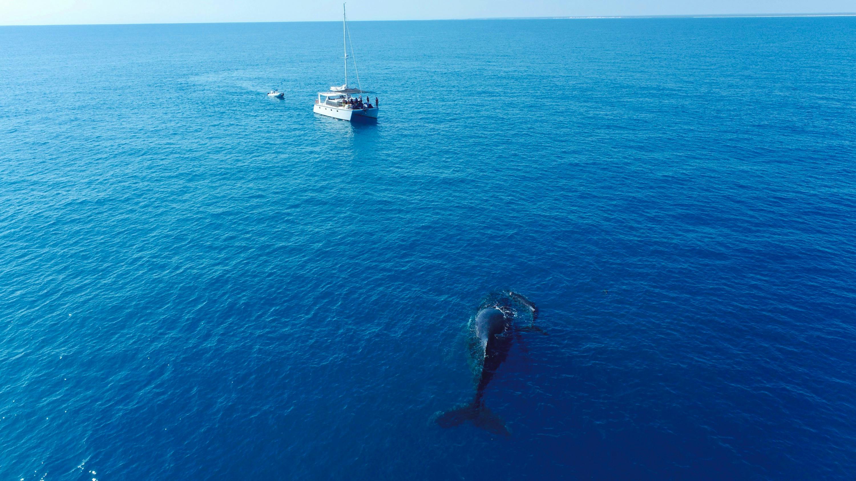 Whale Watching Tour