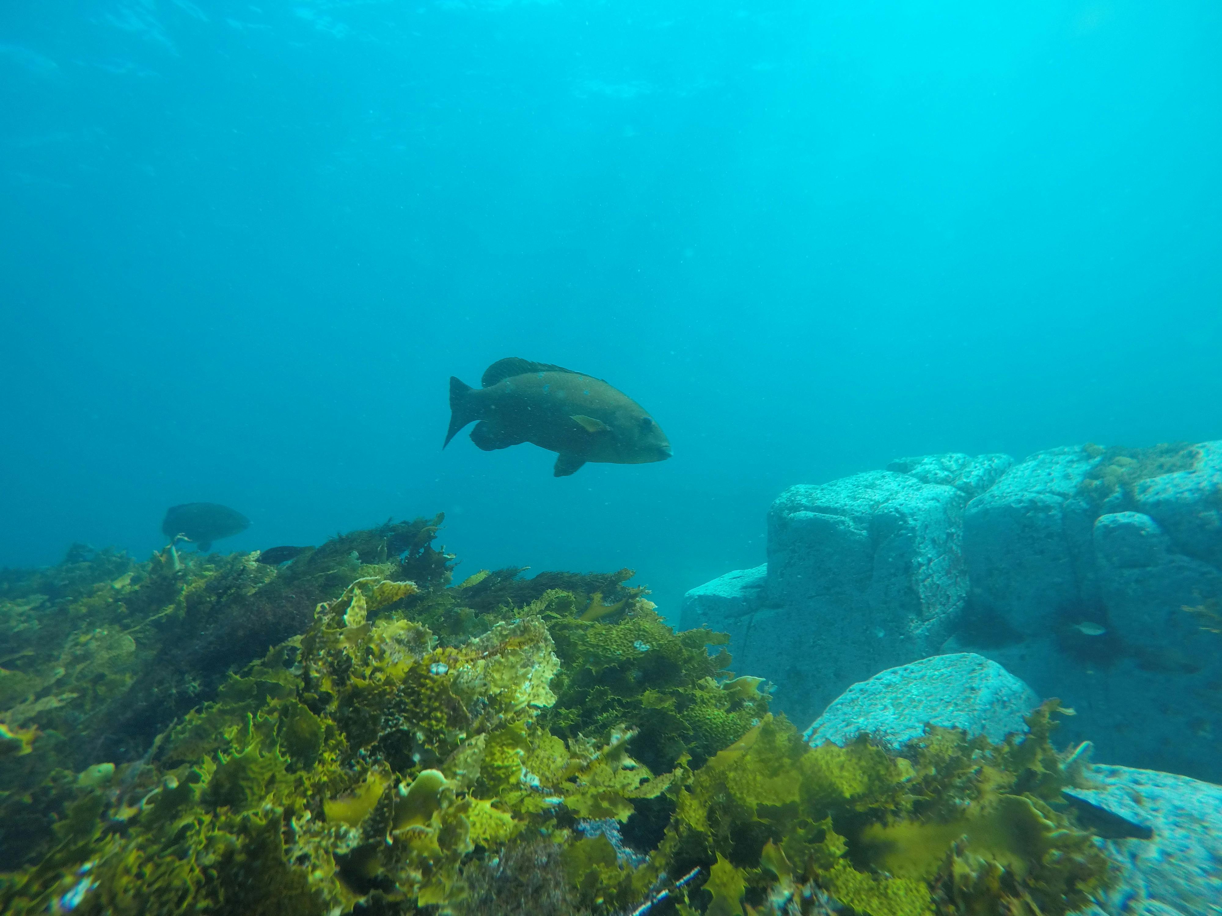 Clear water Jervis Bay
