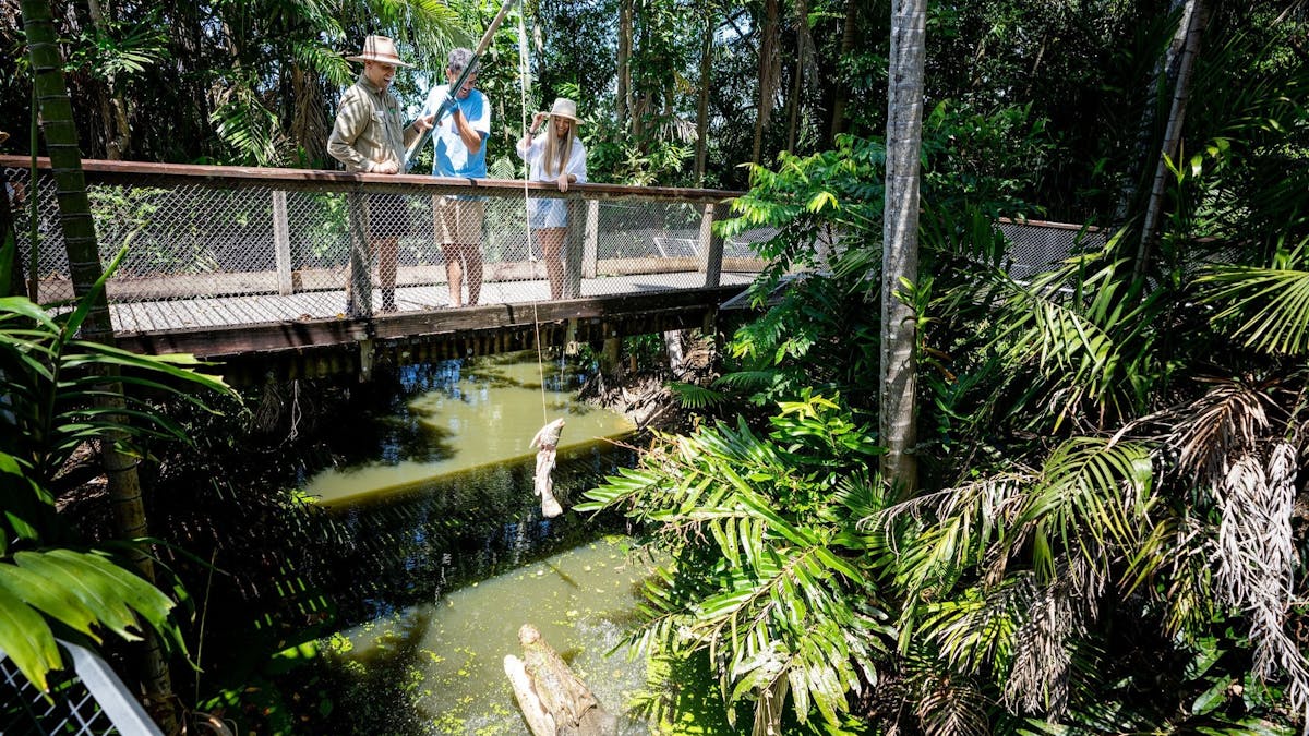 Man pole feeding a saltwater crocodile on a bridge, crocodile opening its mouth in the water