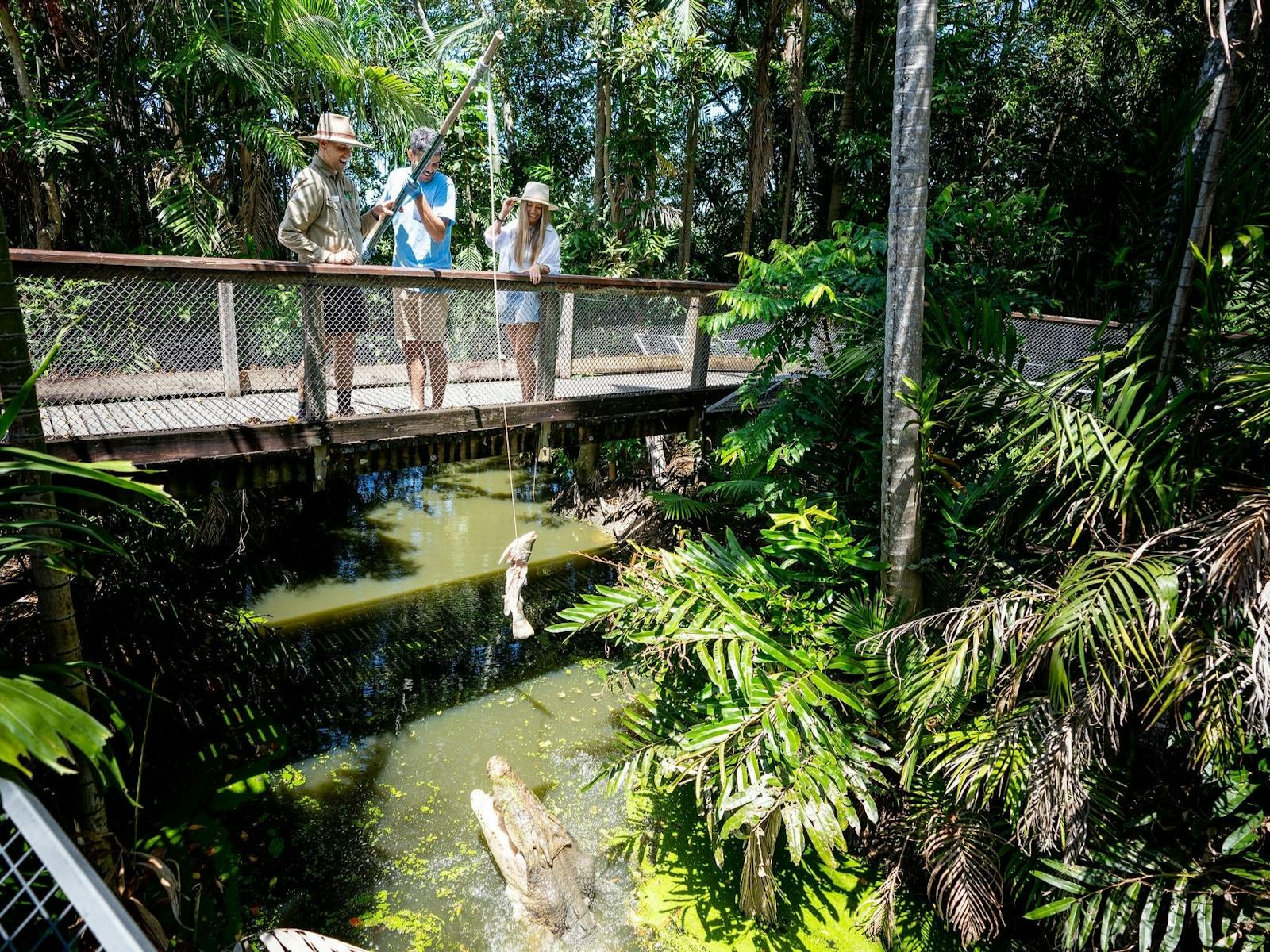 Man pole feeding a saltwater crocodile on a bridge, crocodile opening its mouth in the water
