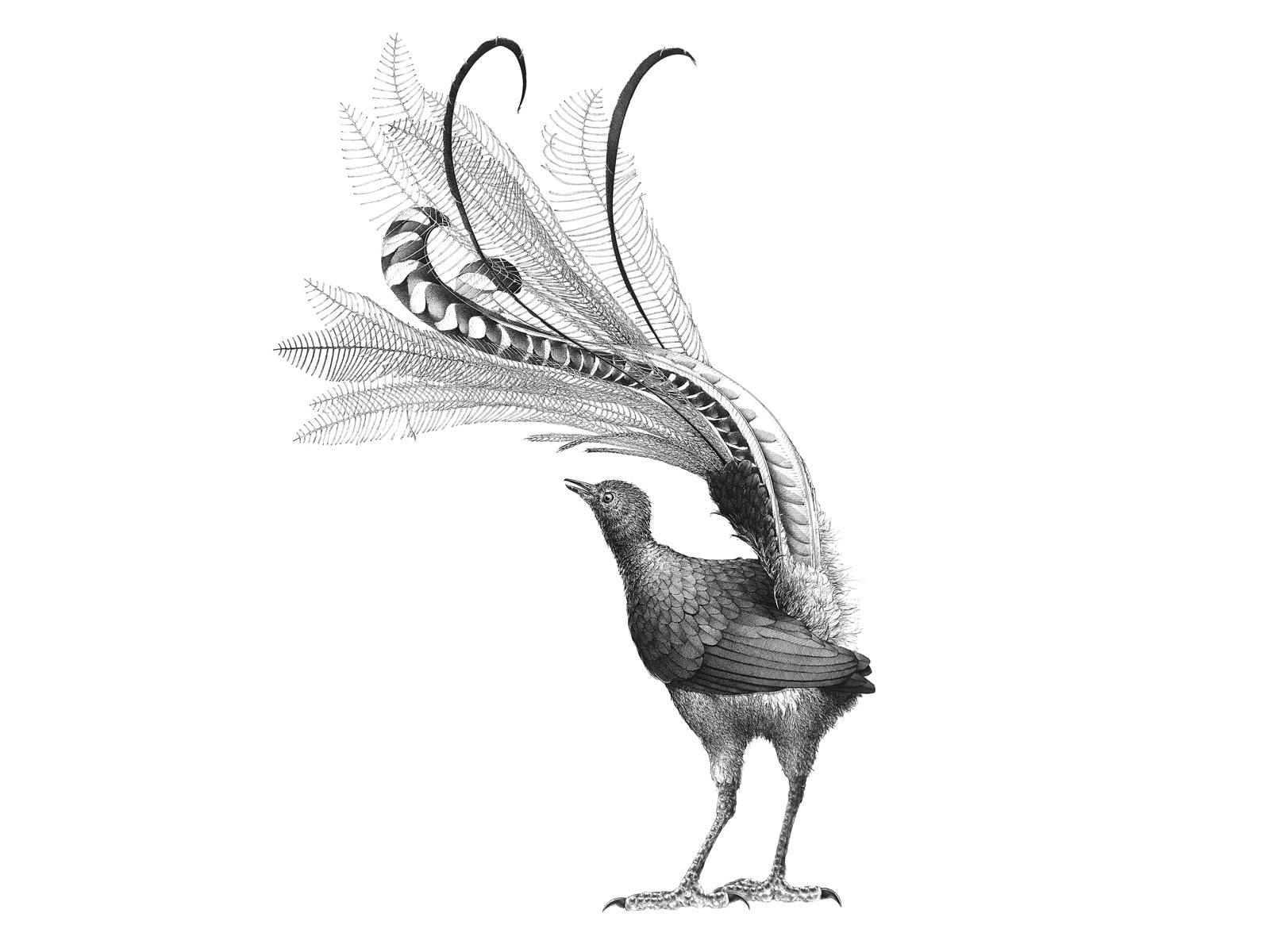 Lyrebird - pen & ink artwork