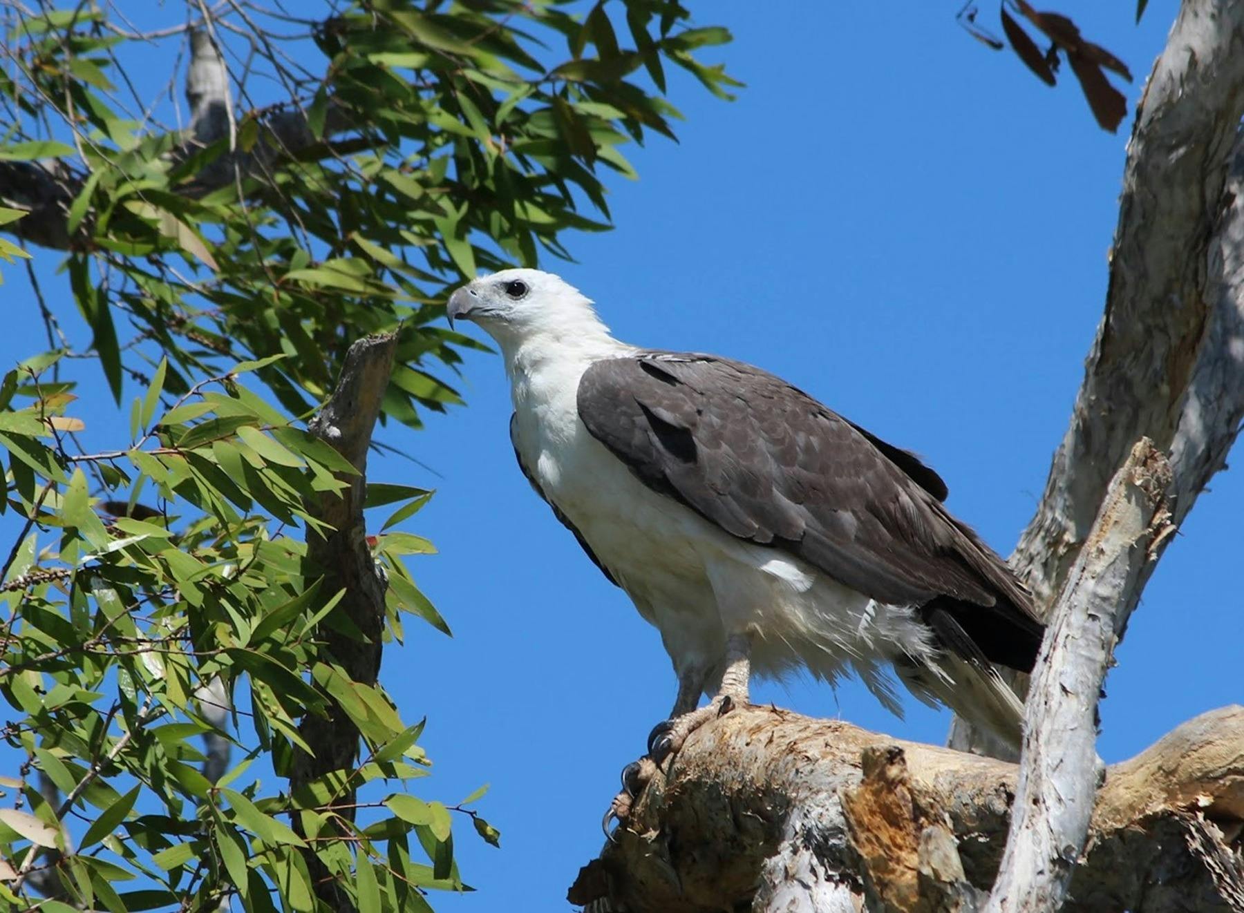 white bellied sea eagle