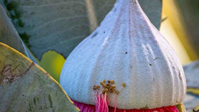 Macrocarpa bud