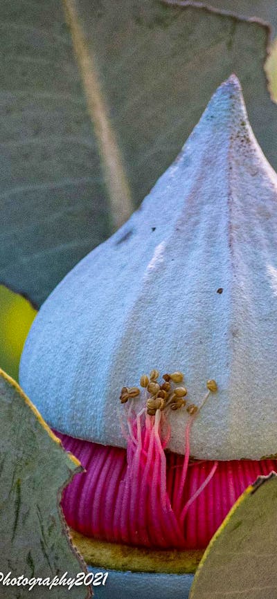 Macrocarpa bud