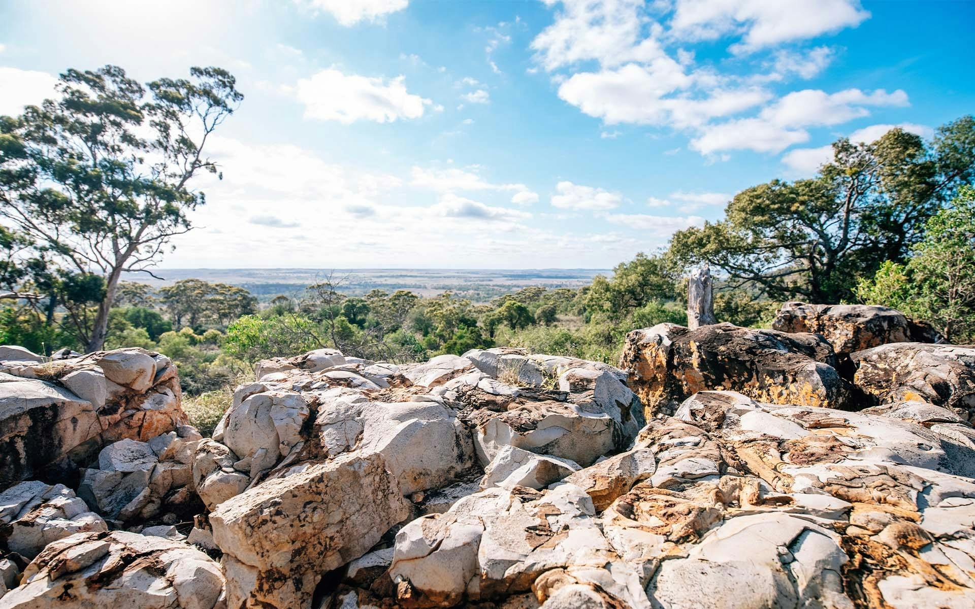 A rocky floor with trees in the background