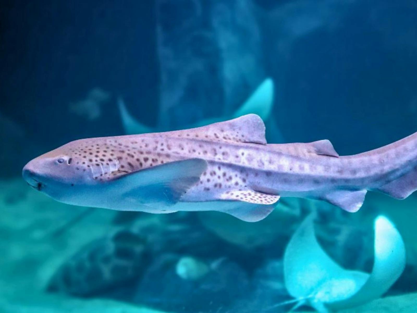 World Oceans Day