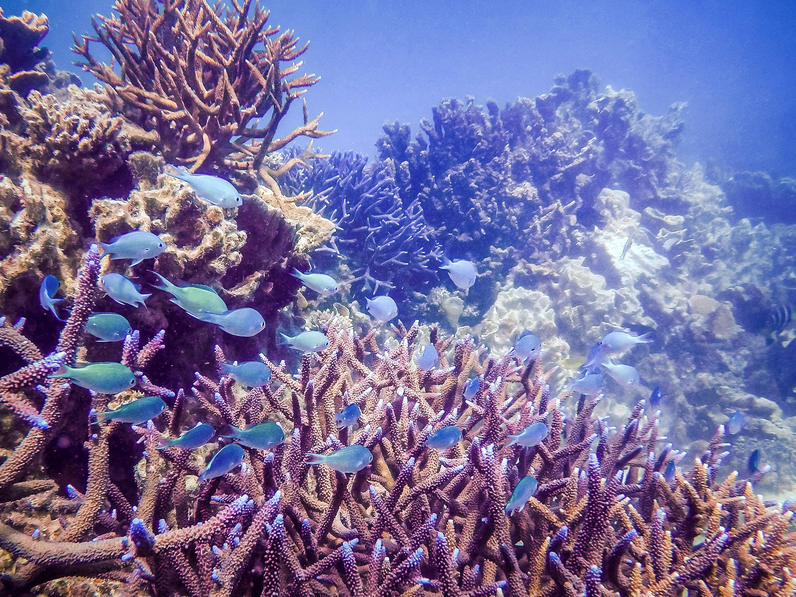 Coral Expeditions - Western Australia, Spearwood, Western Australia