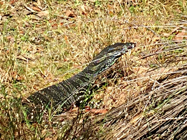 Goanna