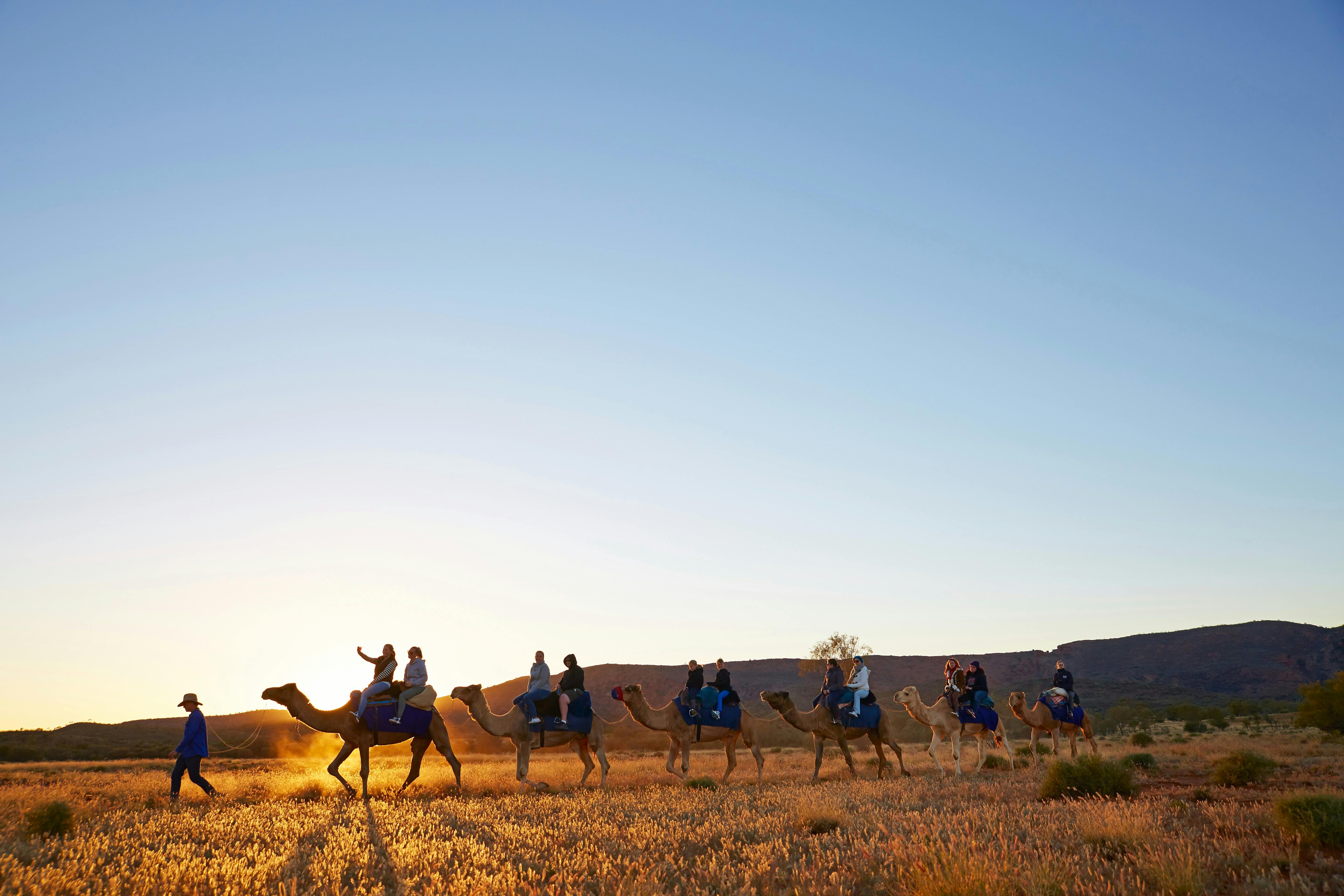 String of camels walking across the outback before sunset