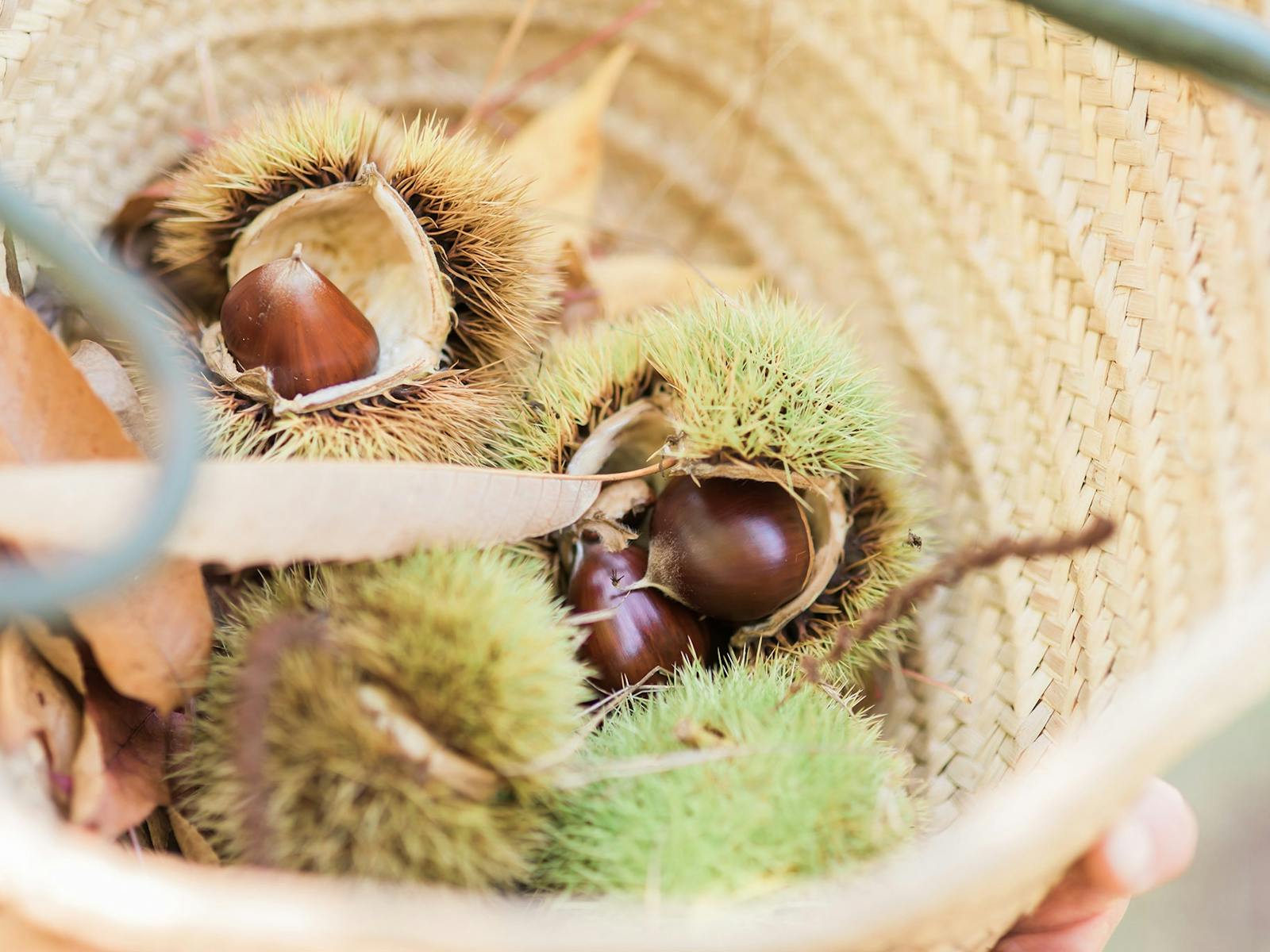 A basket of freshly picked chestnuts