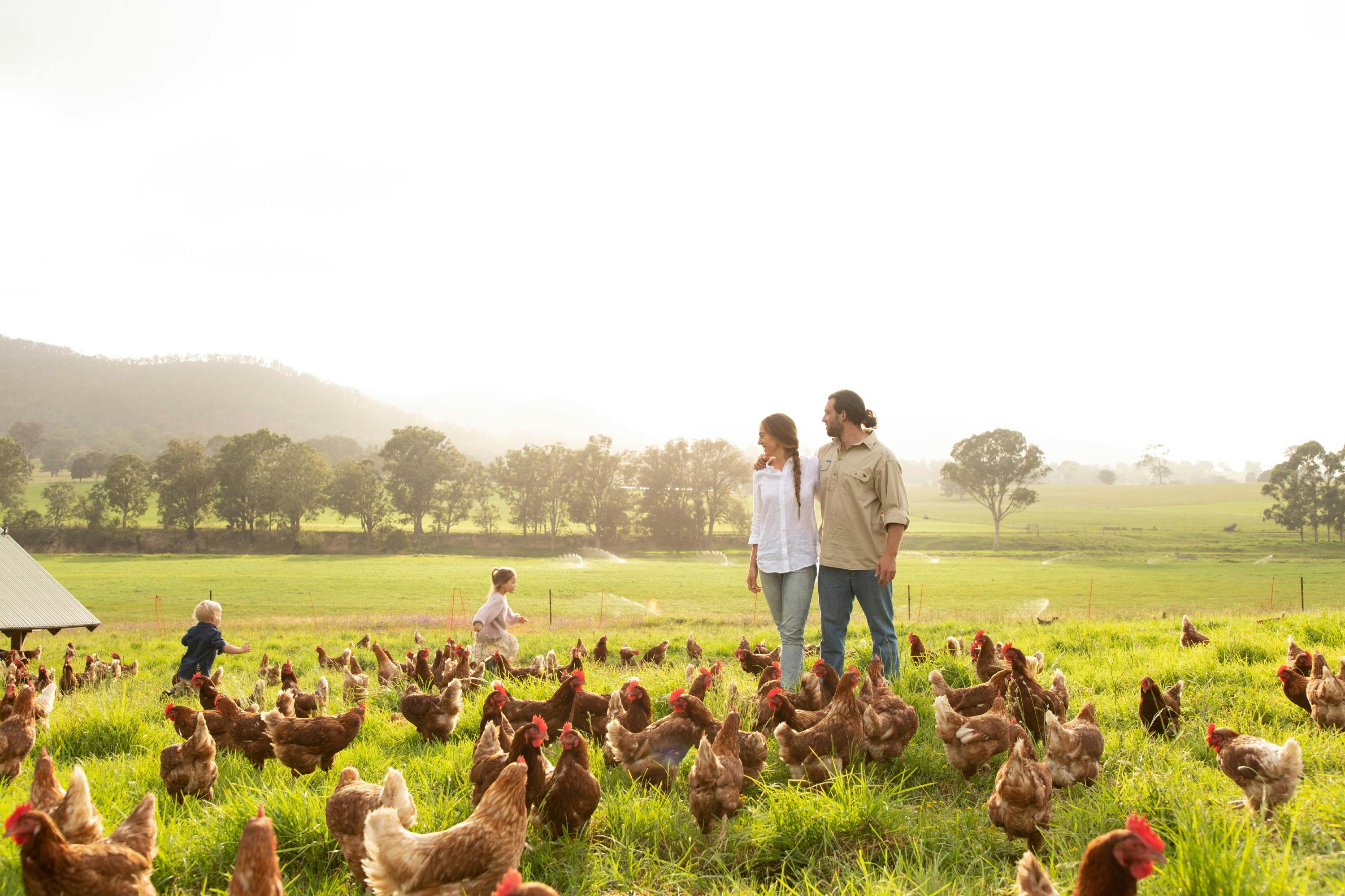 Farms in a flock of chickens
