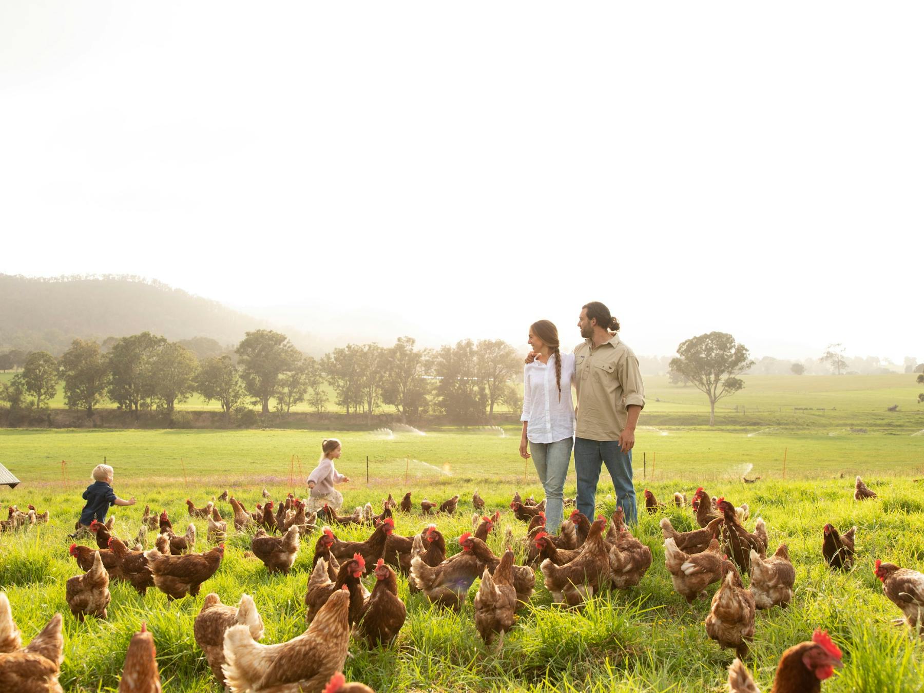 Farms in a flock of chickens