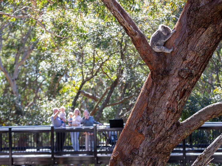 Port Stephens Koala Sanctuary