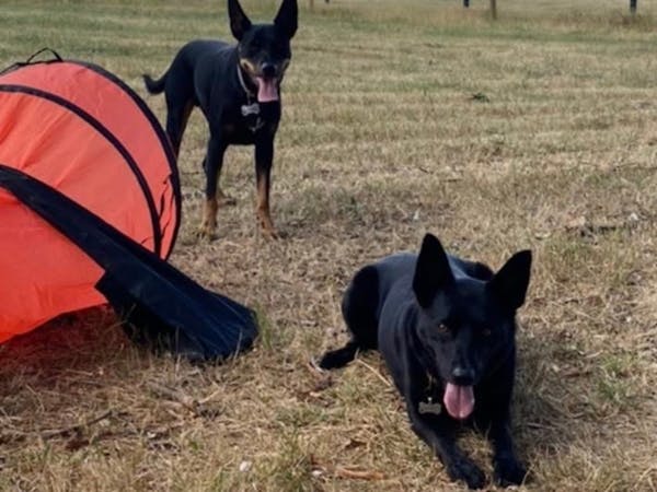 Fleurieu Food Festival: Sunday Dog Mornings
