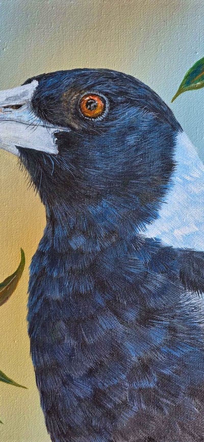 Detailed acrylic painting of Australian magpie against blue and yellow framed by eucalyptus leaves