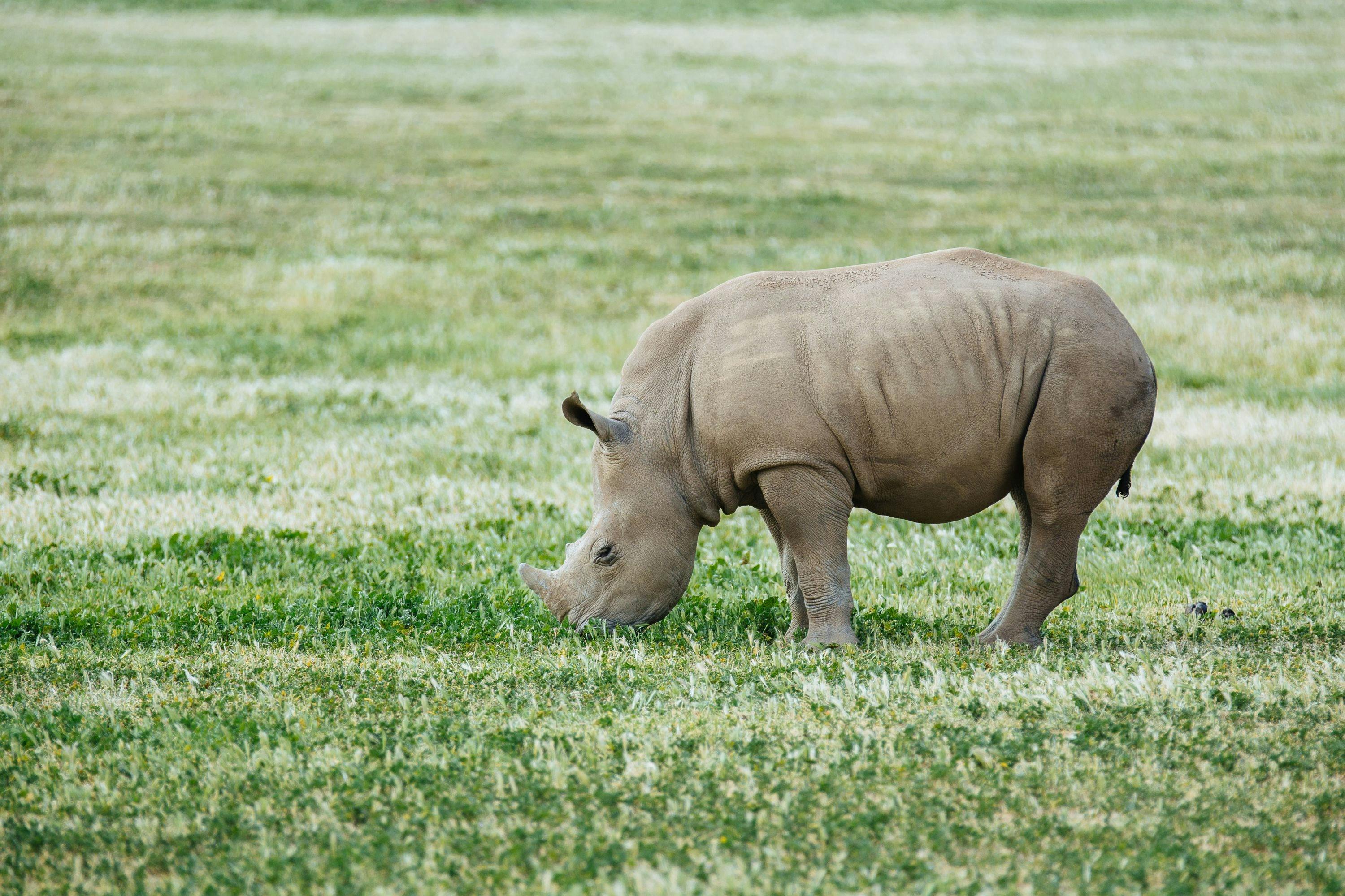 Rhino @ WZ