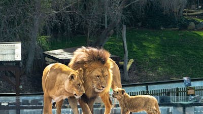 Photo depicts a family of lions