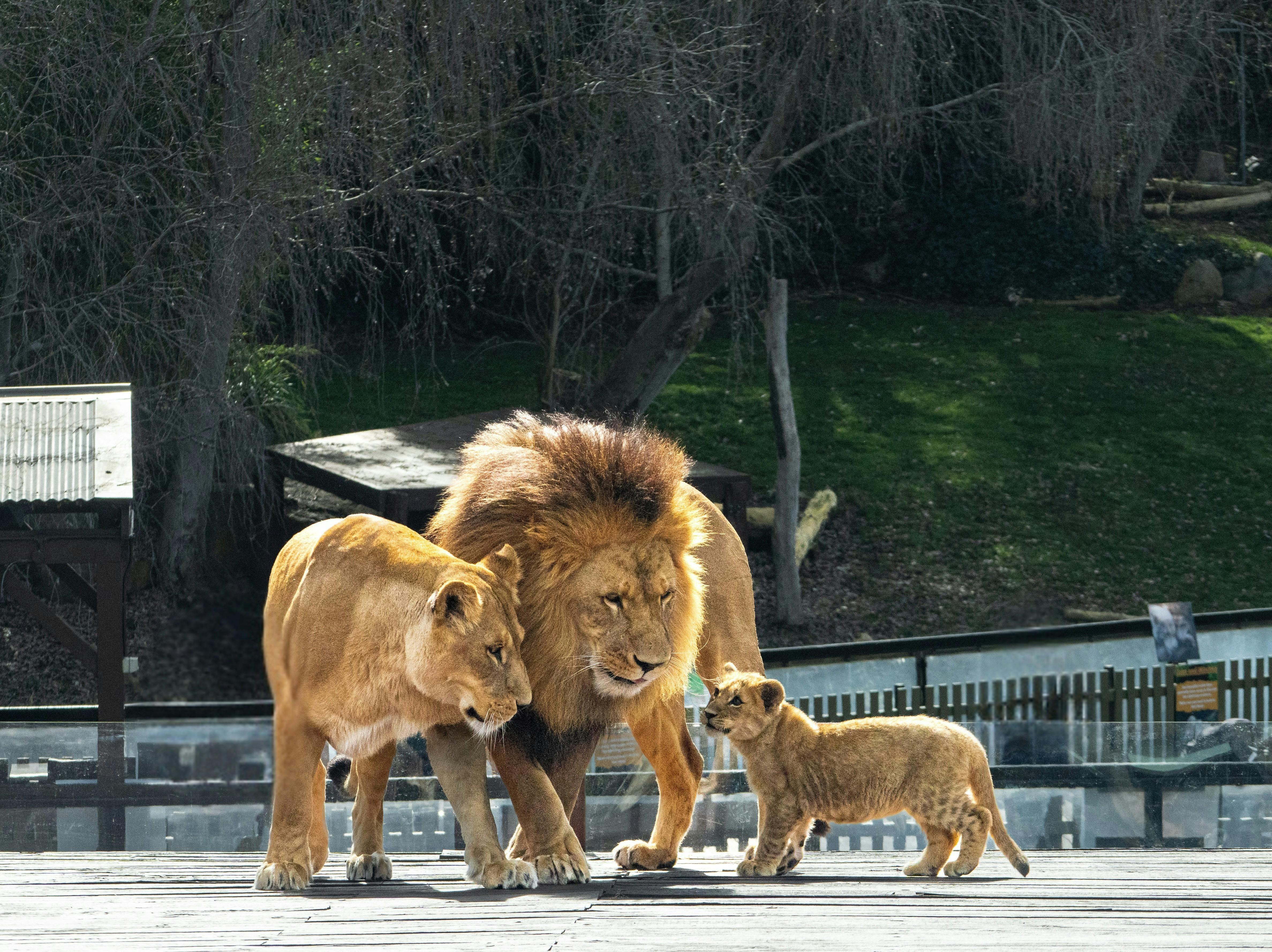 Photo depicts a family of lions