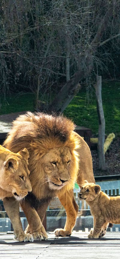 Photo depicts a family of lions