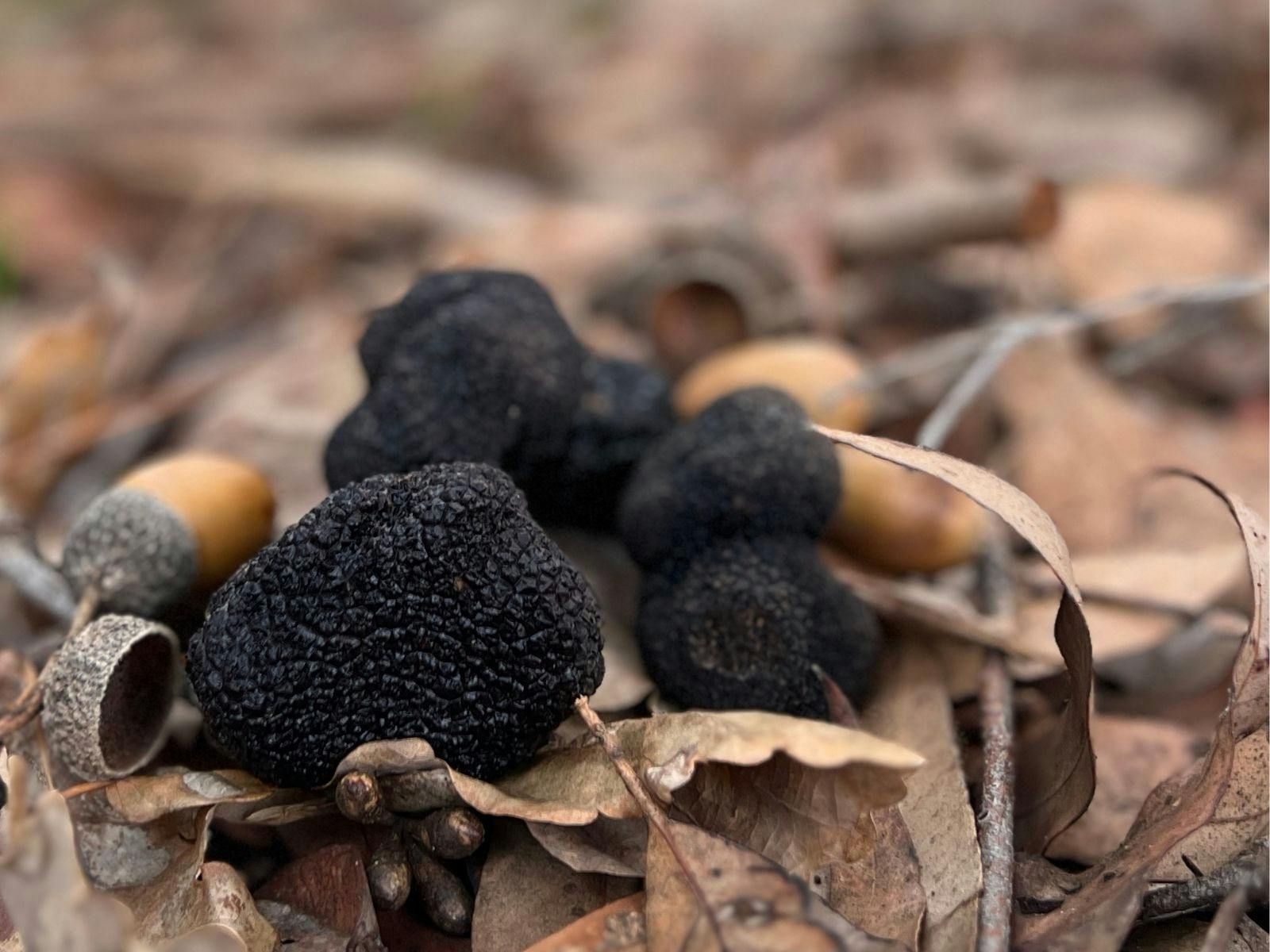 Prepared clean truffle