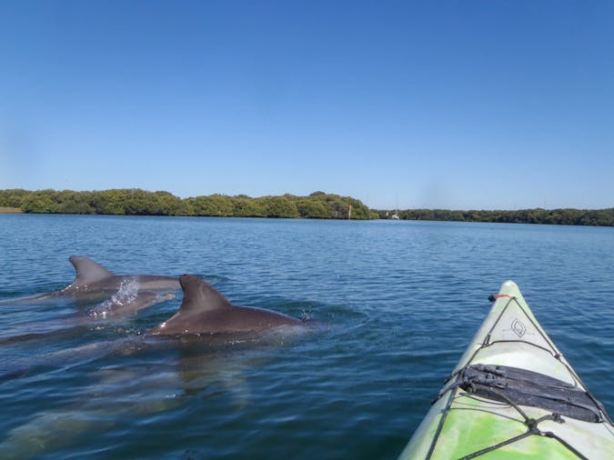 Adelaide Dolphin Sanctuary unique small group kayak with lunch