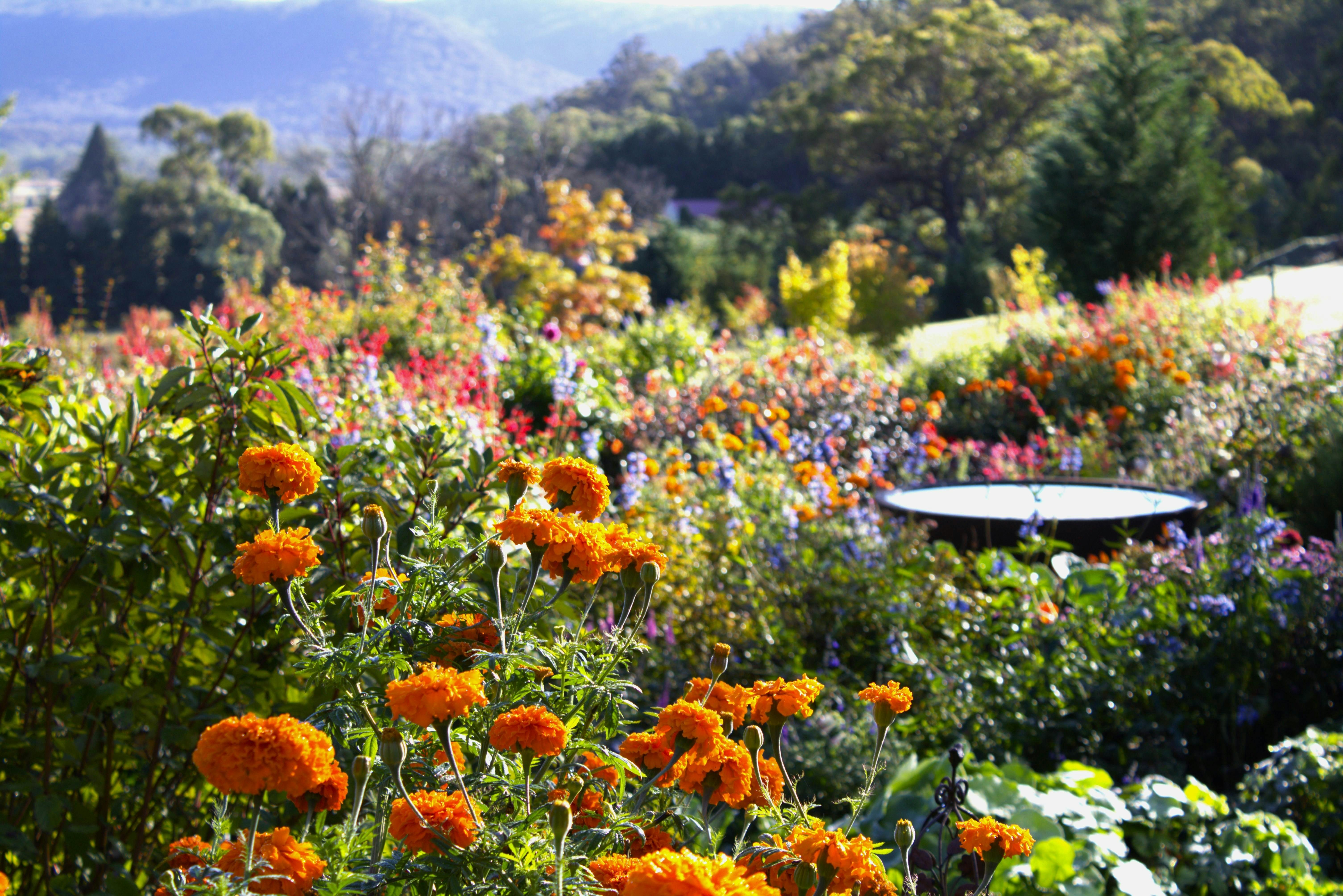 Hartvale - the Paint-box Garden