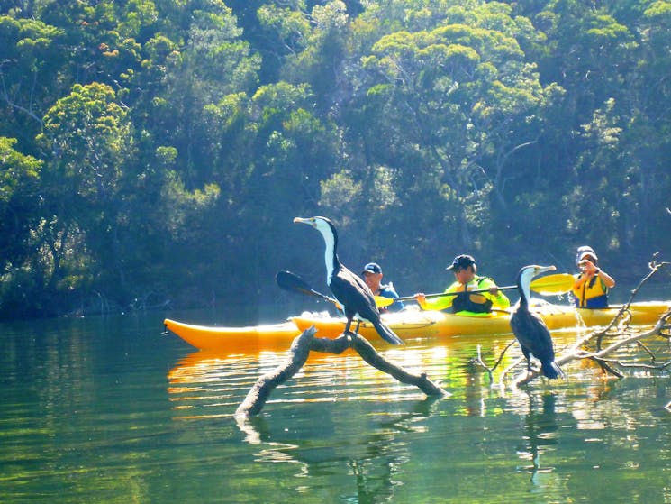 Kayaking in Middle Harbour