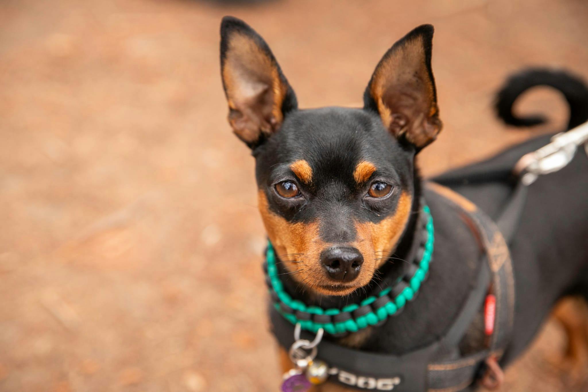 Photo of a dog