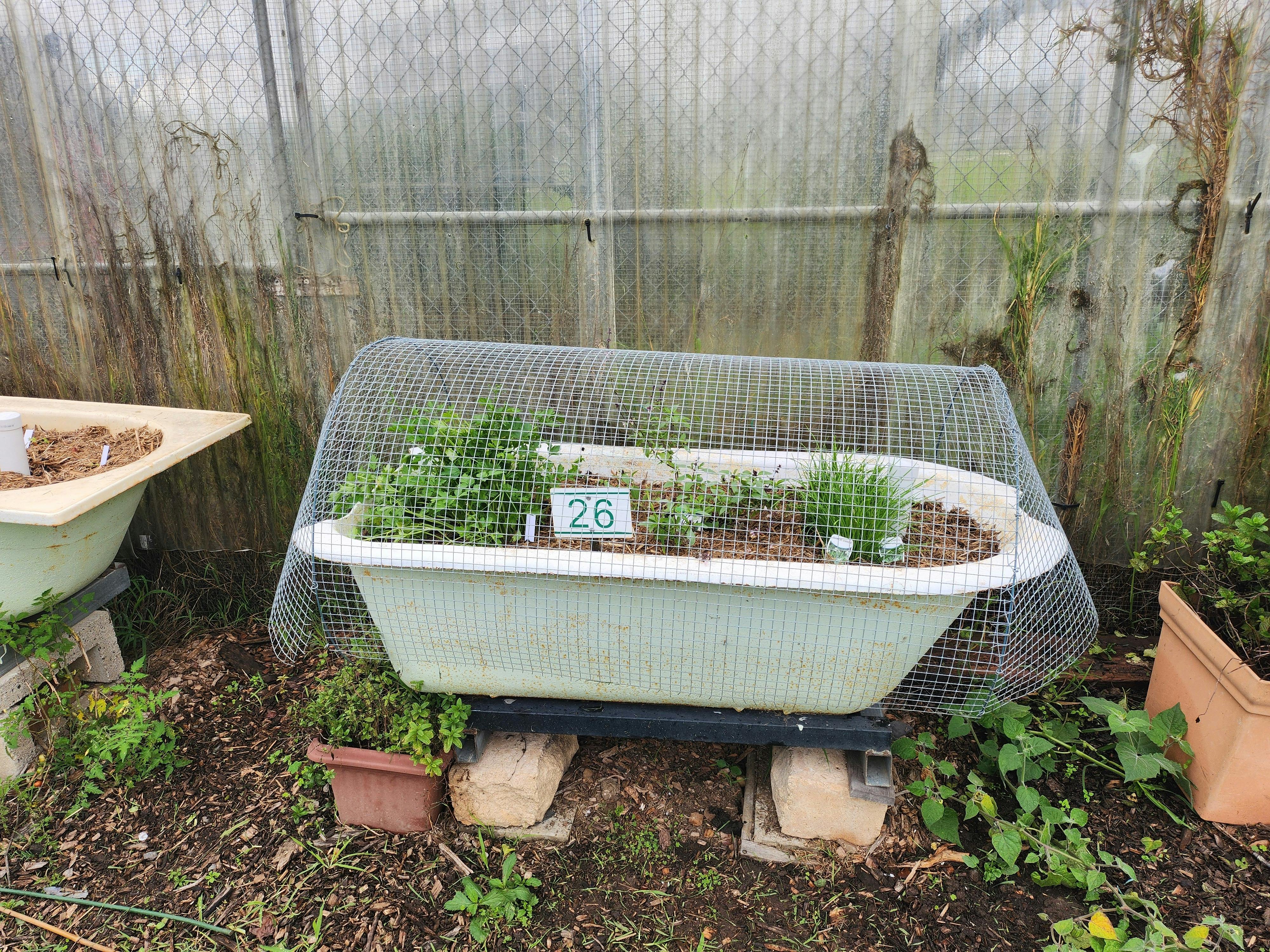 Bath full of dirt with plants growing in it and net wire on top