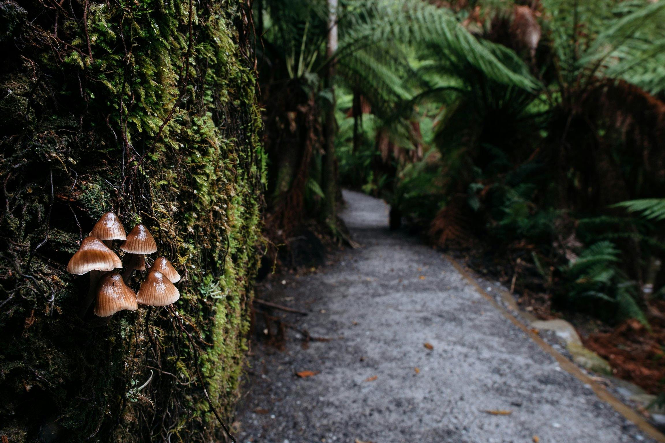 Fungi growing along Fern Glade track