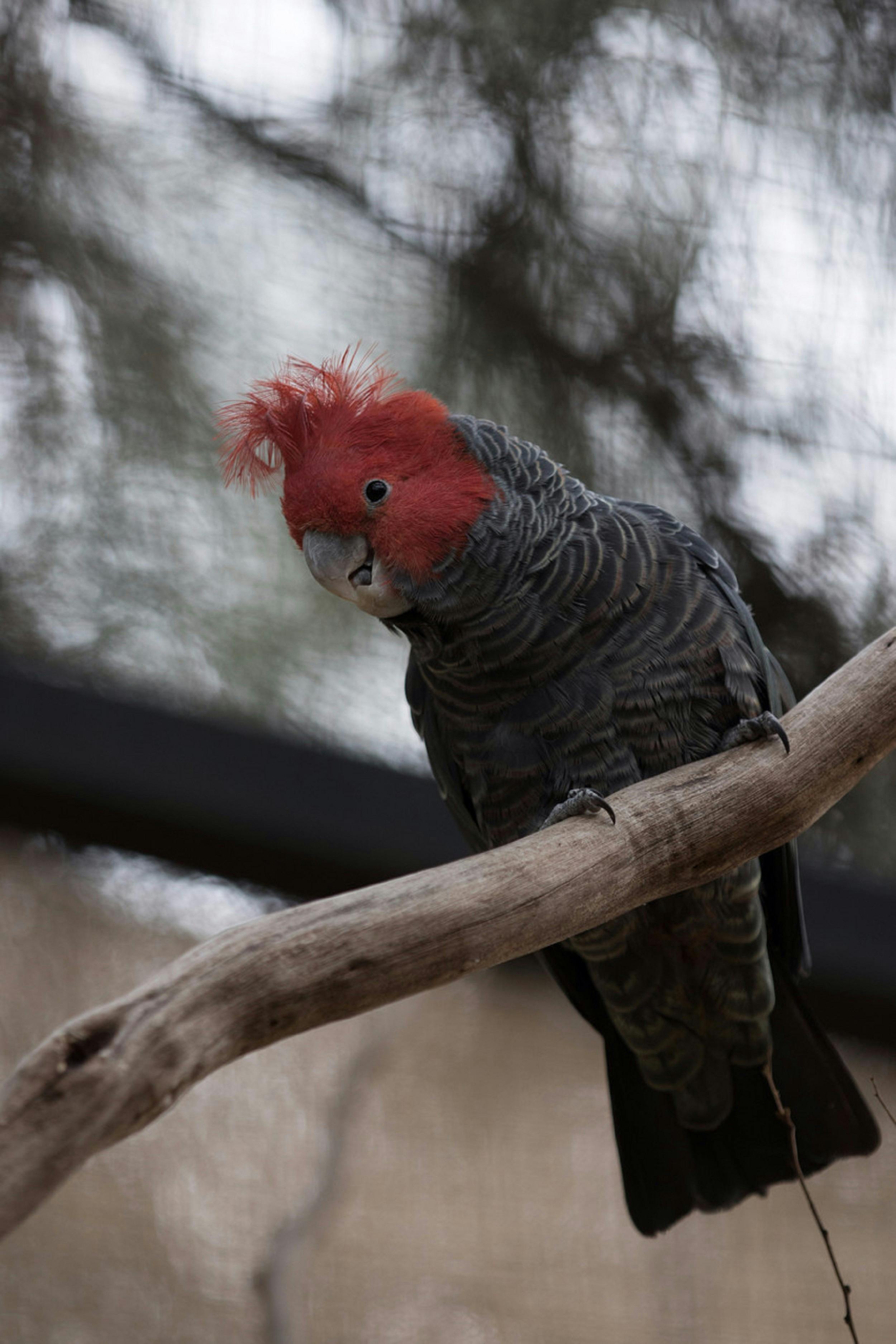 Gang Gang Cockatoo