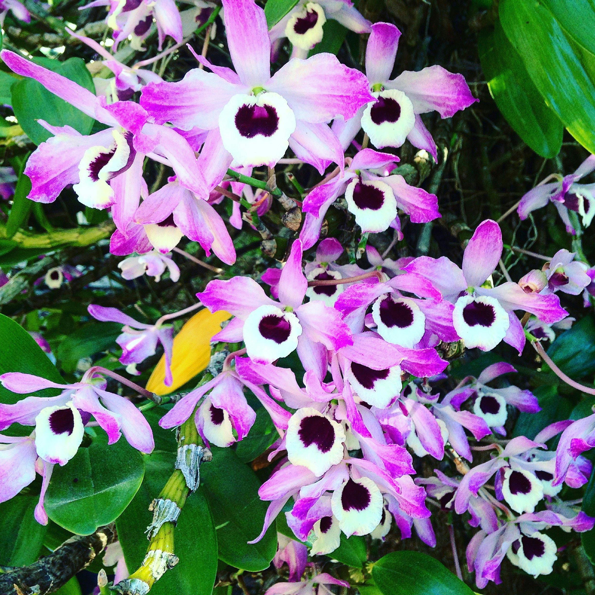 Orchids of the rainforest growing wild