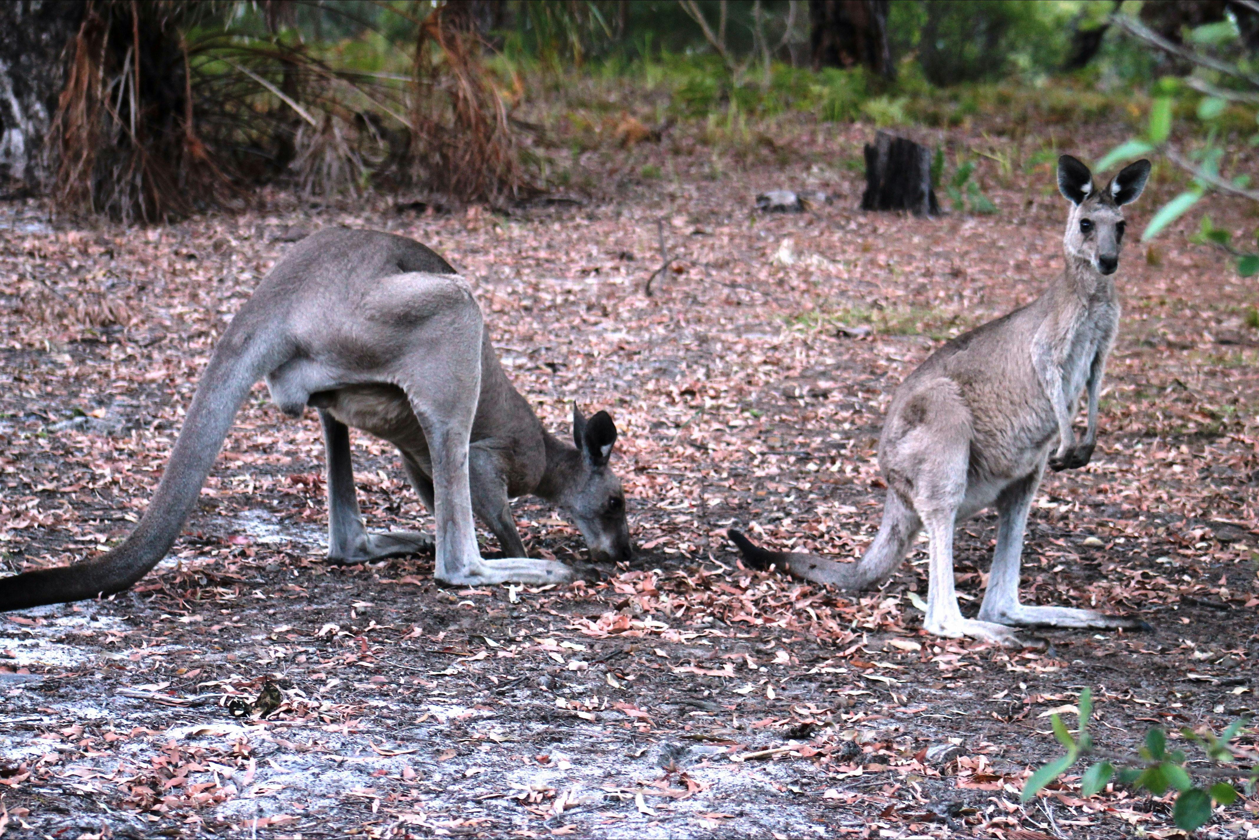 Kangaroos
