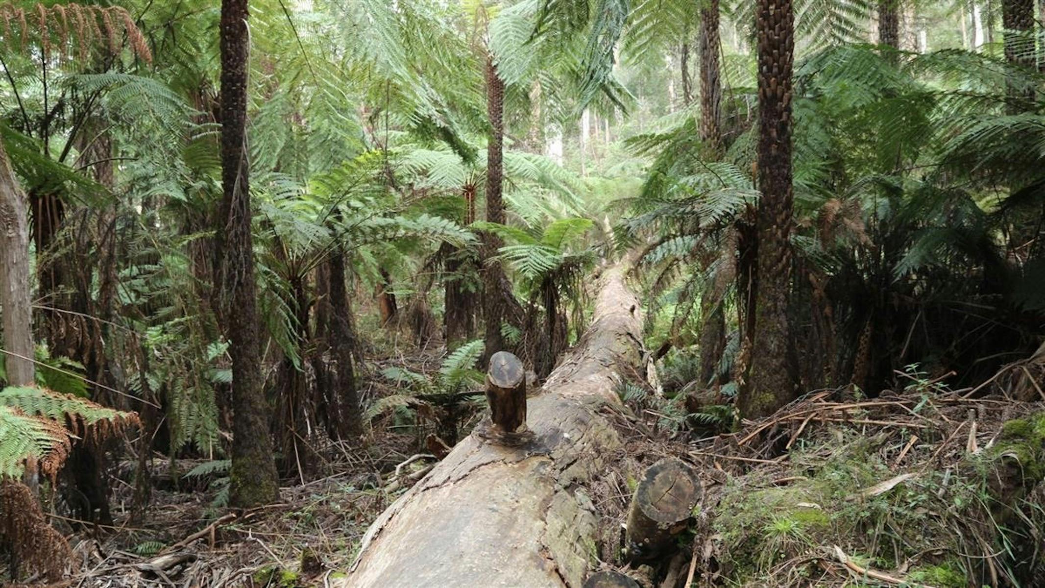 Brimbonga Walking Track