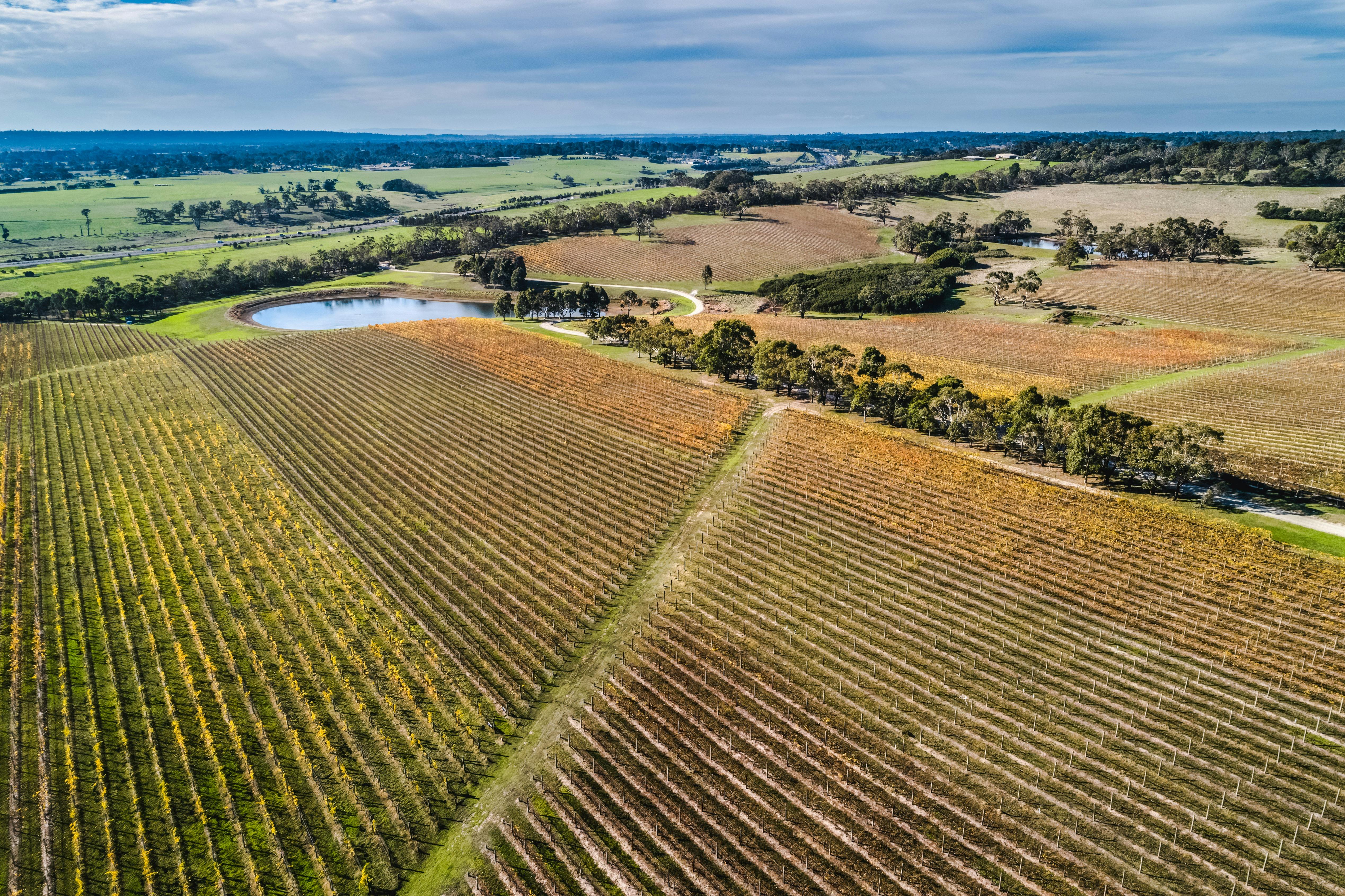Aerial view of rows of vines in Yarra Valley vineyard with a dam in background