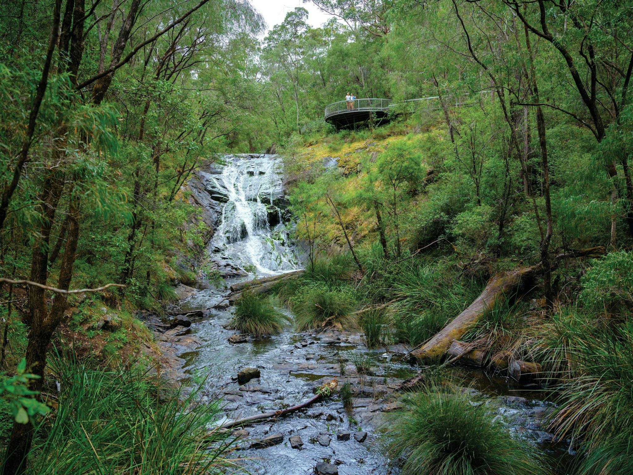 Jarrahland Wildflower Trail, Pemberton, Western Australia