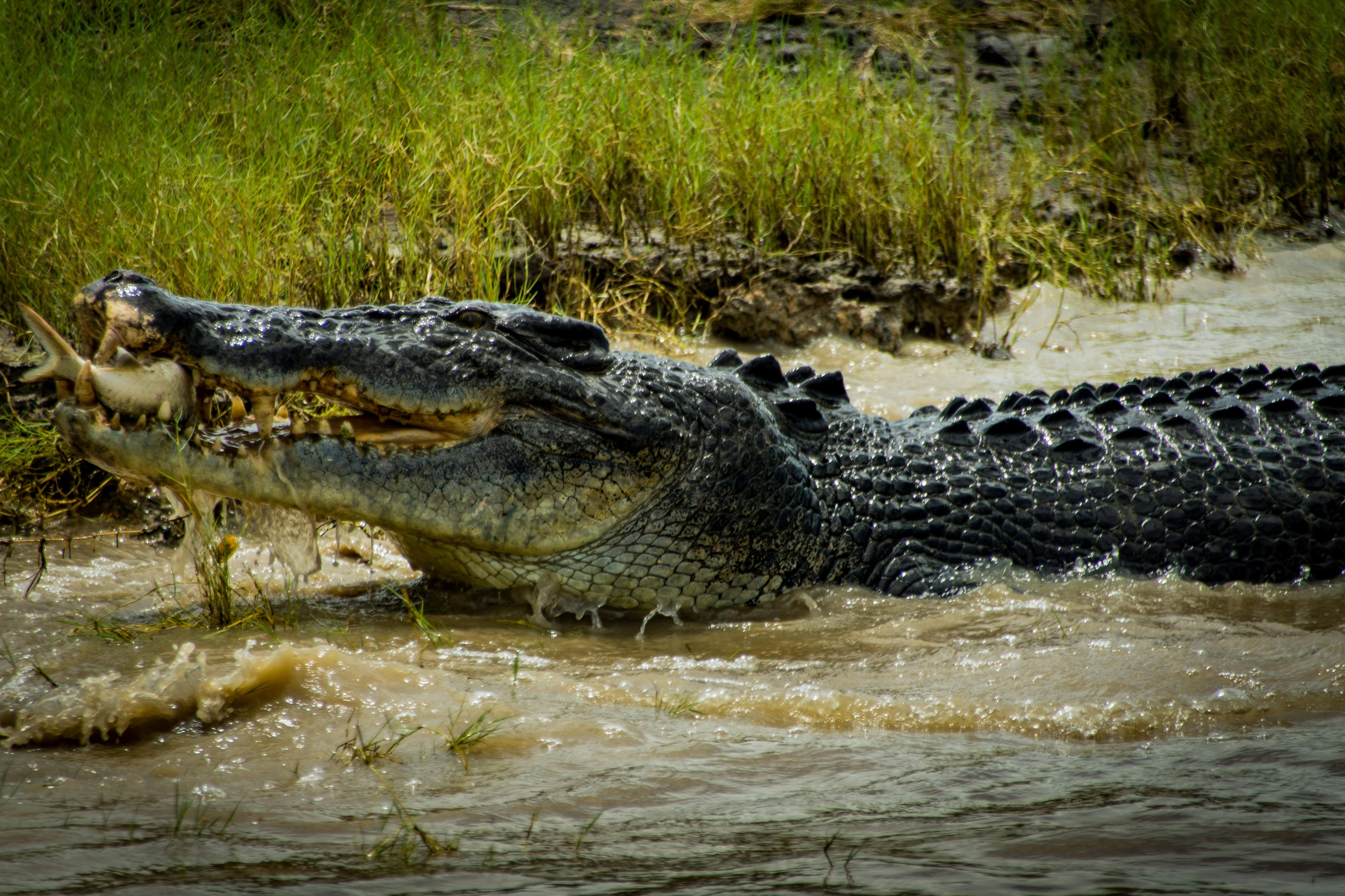 NT Crocodile