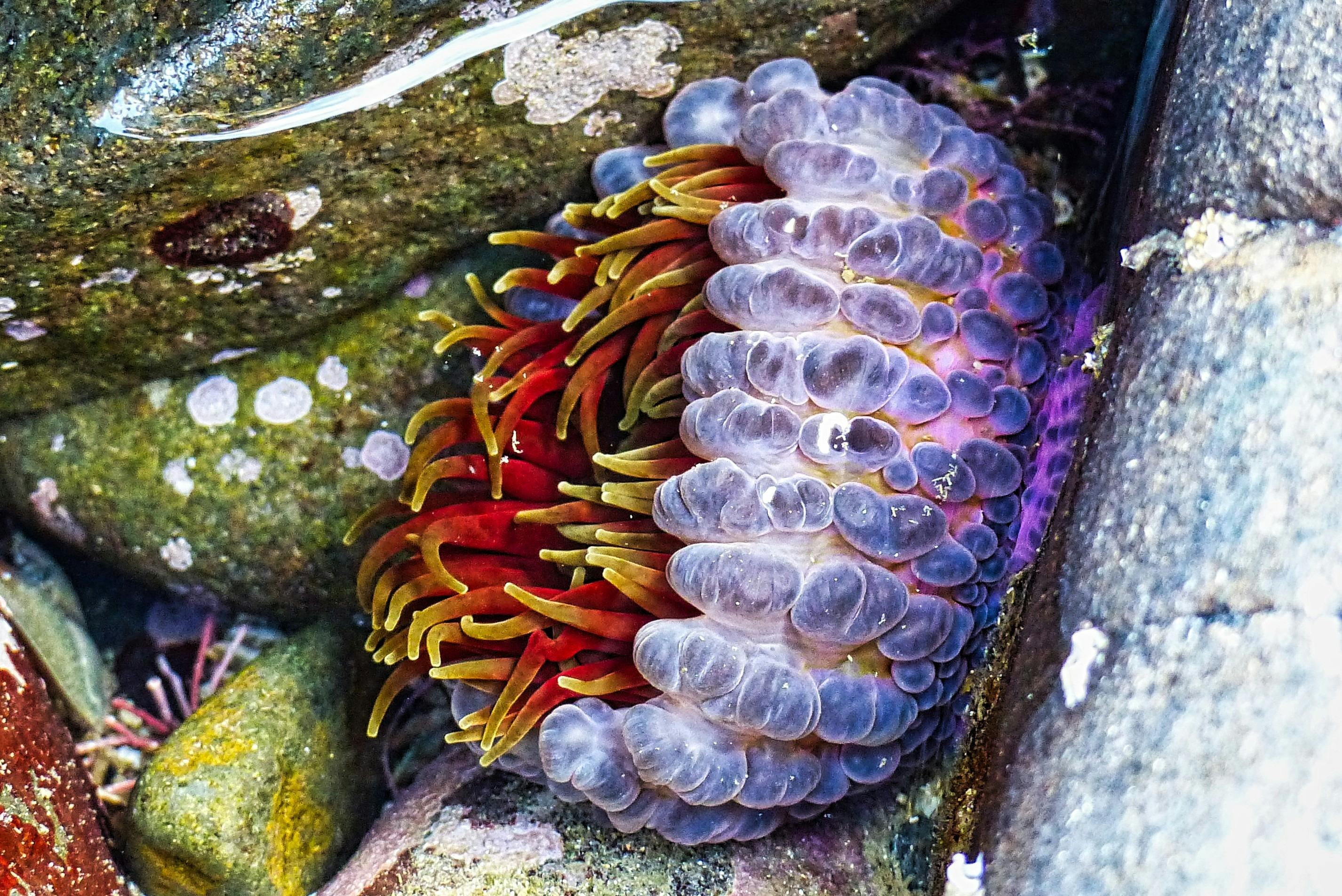 Southern sea anemone