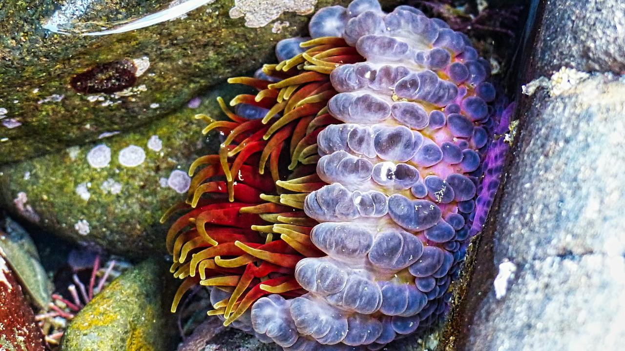Southern sea anemone