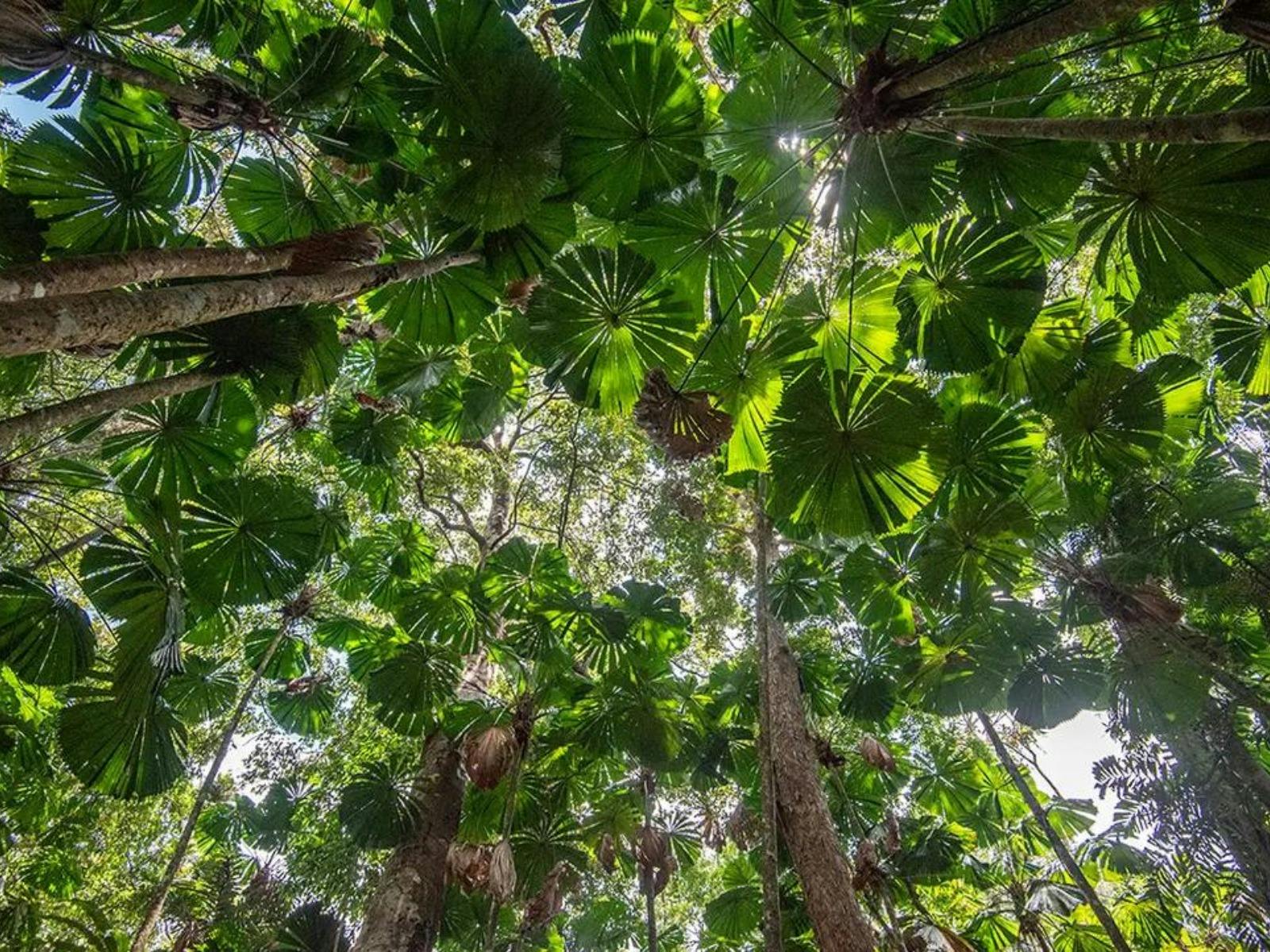 daintree-rainforest_canopy