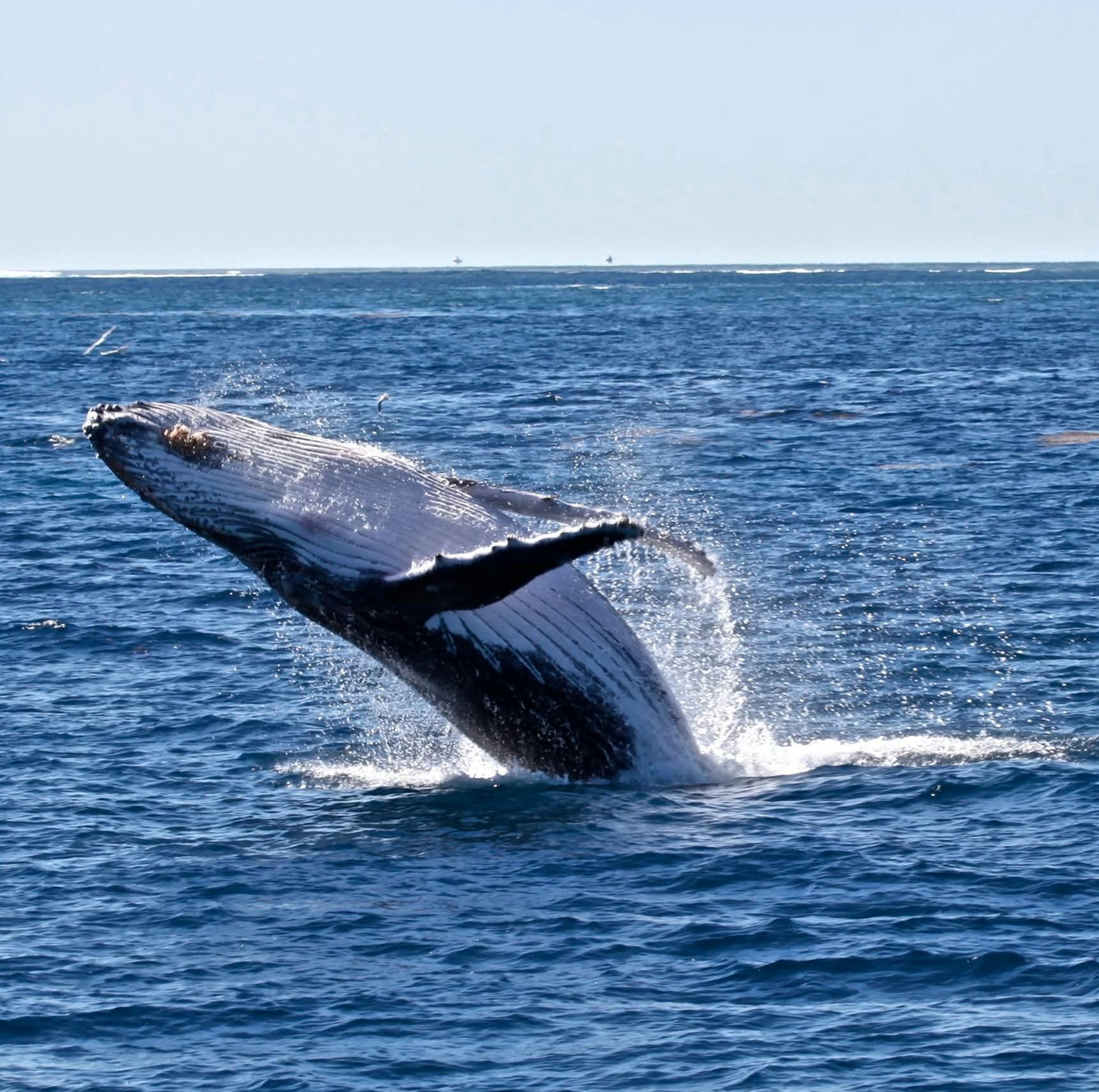 Adventure Whale Watching Safari