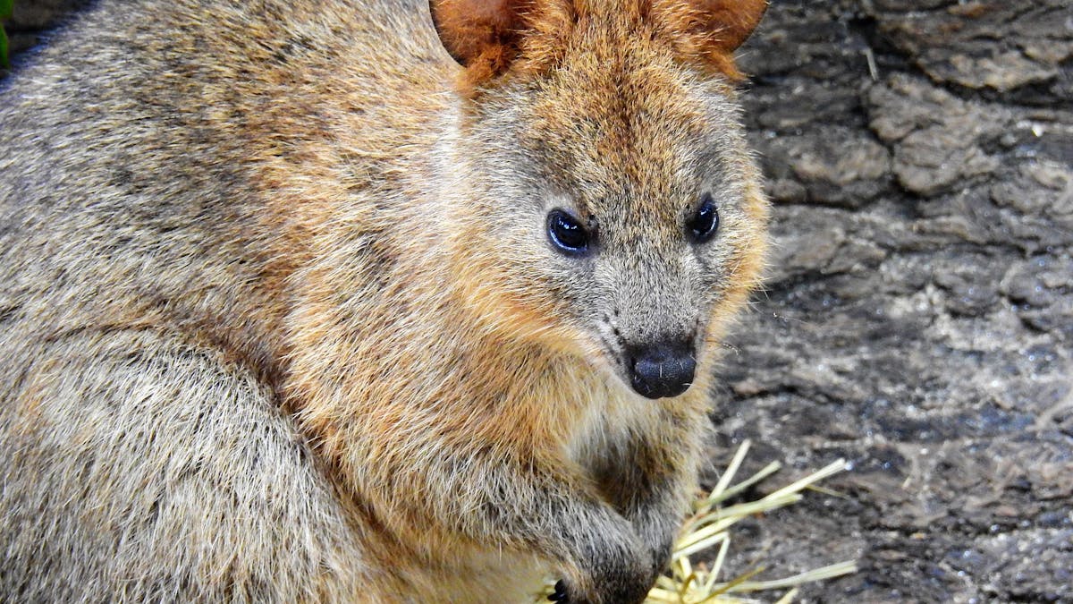 Kuranda Koala Gardens is home to a colony of Quokkas.